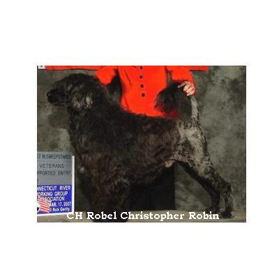 chien d’eau portugais : CH Robel Christopher Robin
