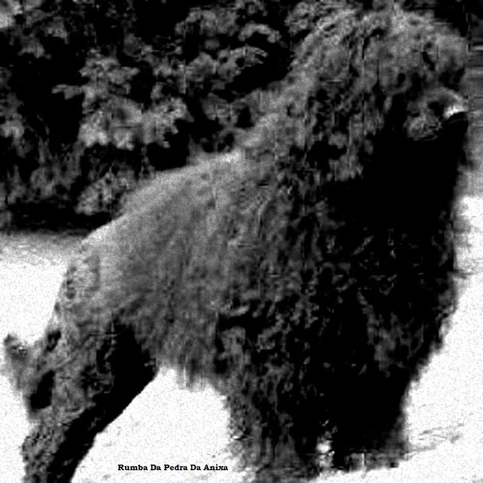 chien d’eau portugais : Rumba Da Pedra Da Anixa