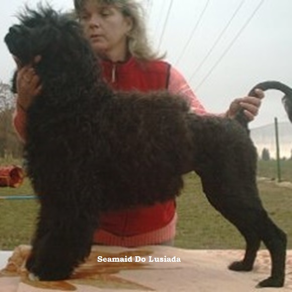 chien d’eau portugais : CH Seamaid Do Lusiadas