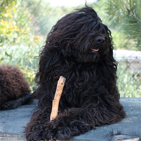 chien d’eau portugais : Summer da pedra da anixa