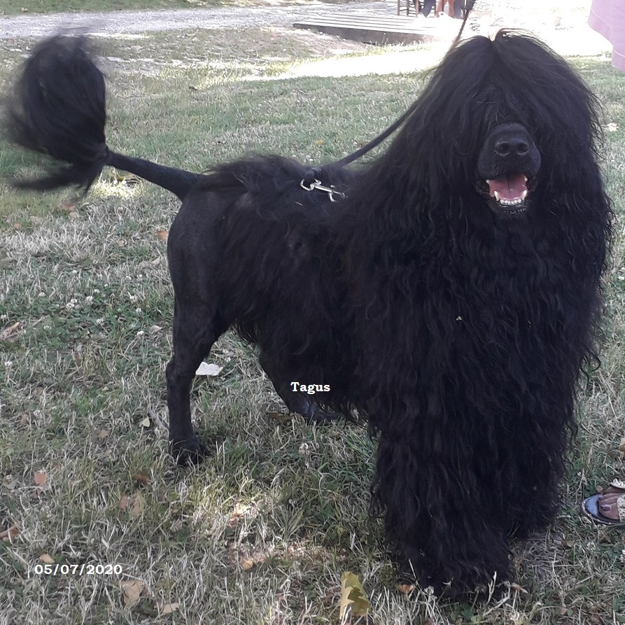 chien d’eau portugais : Jarod Da Estrela Do Mar