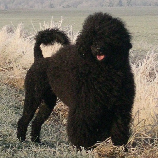 chien d’eau portugais : CH Wizlo Velours Noire Degrifford