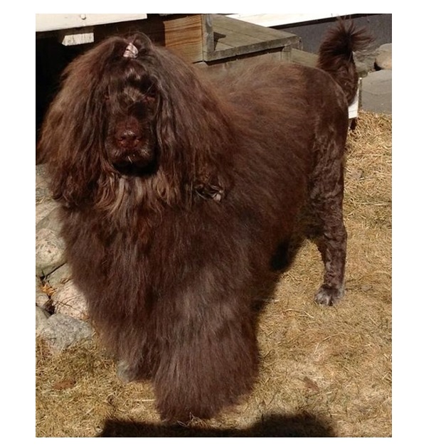 chien d’eau portugais : CH Water Elite D'artagnan