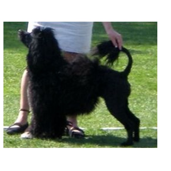 chien d’eau portugais : Watercoat Cayla Of Wilhelmsro